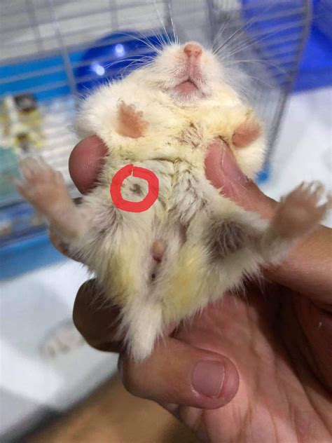 hamster nipples|How to Tell a Male Hamster From a Female